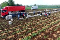 Adana’da Erkenci Patates Hasadı Başladı