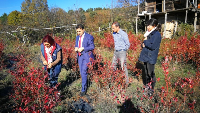 Mühendisliği Bırakıp Hayallerinin Peşinden Koşan Çiftçi, Ektiği Yaban Mersininin Kilosunu 50 TL’ye Satıyor