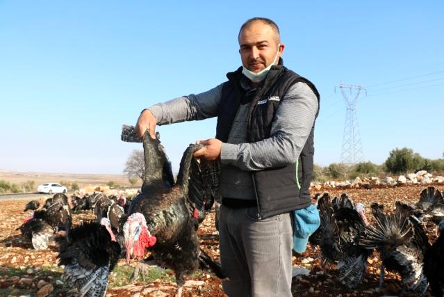 ‘’Hindi bulamadım, çiftlik kurdum’’