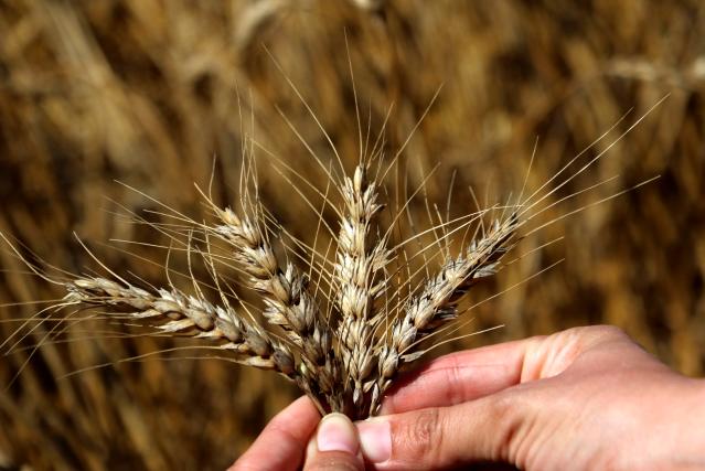 Türkiye’nin İlk Buğday Hasadı Adana’da Başladı